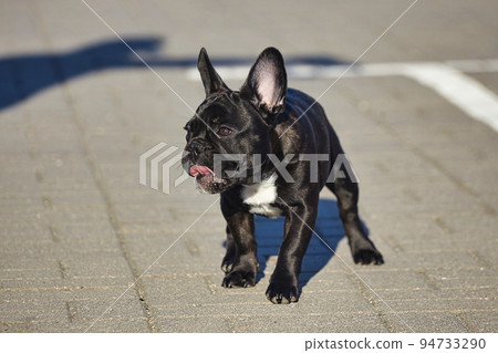 charming puppy of a black French bulldog in sunny weather in the parking lot 94733290