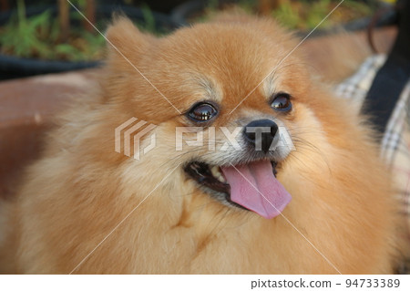 Brown head Pomeranian dog. Brown head Pomeranian dog. 94733389