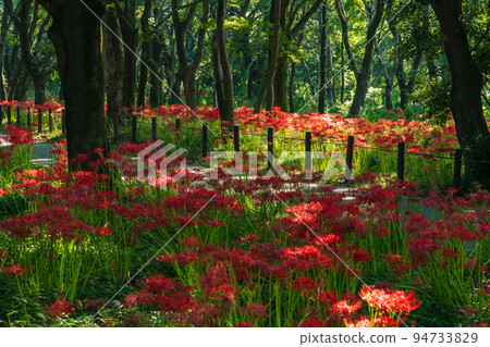 Wild Nature Plaza, cluster amaryllis in full bloom <Inazawa City, Aichi Prefecture> 94733829
