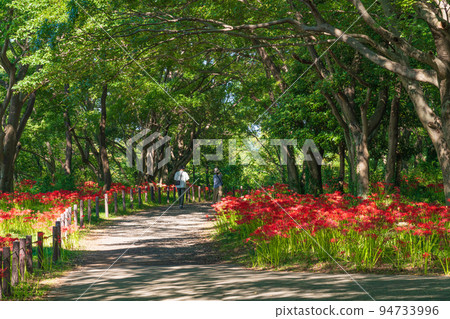 Wild Nature Plaza, cluster amaryllis in full bloom <Inazawa City, Aichi Prefecture> Wild Nature Plaza, cluster amaryllis in full bloom <Inazawa City, Aichi Prefecture> 94733996
