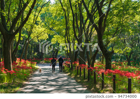Wild Nature Plaza, cluster amaryllis in full bloom <Inazawa City, Aichi Prefecture> 94734000