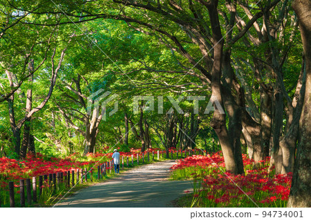 Wild Nature Plaza, cluster amaryllis in full bloom <Inazawa City, Aichi Prefecture> 94734001