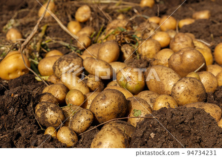 Pile of newly harvested potatoes on field. Harvesting potato roots from soil in homemade garden. 94734231