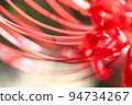 Ant walking on red spider lily petals 94734267