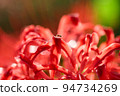 Ant walking on red spider lily petals 94734269