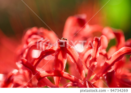 Ant walking on red spider lily petals Ant walking on red spider lily petals 94734269