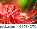Ant walking on red spider lily petals 94734270