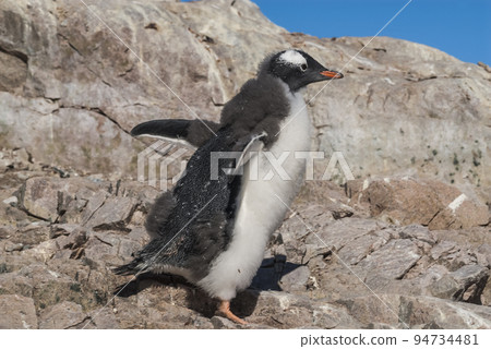 Gentoo Penguin, Pygoscelis papua,Neko Harbour,Antartica Peninsula. Gentoo Penguin, Pygoscelis papua,Neko Harbour,Antartica Peninsula. 94734481