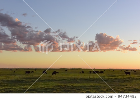 Cows grazing in the field, in the Pampas plain, Argentina Cows grazing in the field, in the Pampas plain, Argentina 94734482