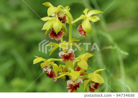 Ebine orchid orchid planted in the ground yellow flowers with red lips 94734686