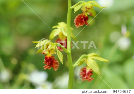 Ebine orchid orchid planted in the ground yellow flowers with red lips 94734687