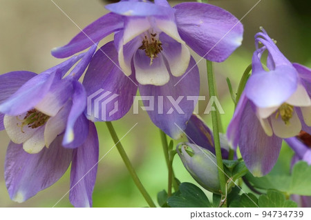 Miyama columbine Miyama ramie Wild grass planted in the ground purple flowers 94734739
