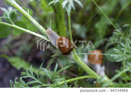 Snail close up. cochlea. 94734968