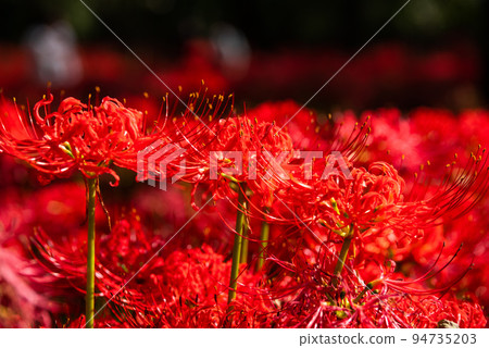 Kinchakuda field full of cluster amaryllis 94735203