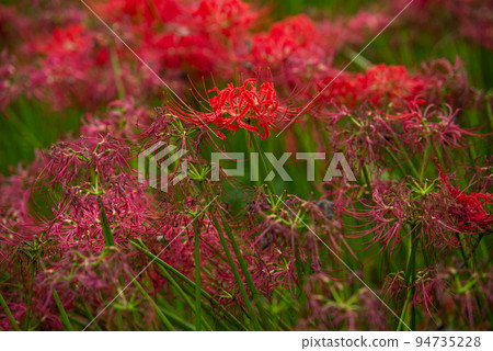 Kinchakuda field full of cluster amaryllis Kinchakuda field full of cluster amaryllis 94735228
