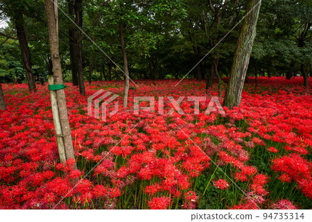 Nazutsuda Yusu Sasha Festival 94735314