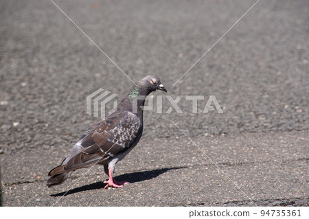 Yamadaike Park 94735361