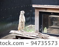 A meerkat of the mongoose family standing up and staring into the distance 94735573