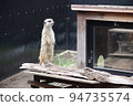 A meerkat of the mongoose family standing up and staring into the distance 94735574