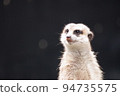 A meerkat of the mongoose family standing up and staring into the distance 94735575