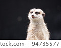 A meerkat of the mongoose family standing up and staring into the distance 94735577