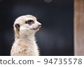 A meerkat of the mongoose family standing up and staring into the distance 94735578