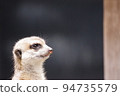 A meerkat of the mongoose family standing up and staring into the distance 94735579