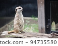 A meerkat of the mongoose family standing up and staring into the distance 94735580