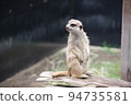 A meerkat of the mongoose family standing up and staring into the distance 94735581
