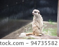 A meerkat of the mongoose family standing up and staring into the distance 94735582