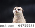 A meerkat of the mongoose family standing up and staring into the distance 94735583