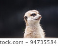 A meerkat of the mongoose family standing up and staring into the distance 94735584