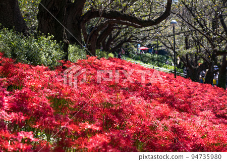 埼玉縣薩特市權堂堤文壽節 94735980