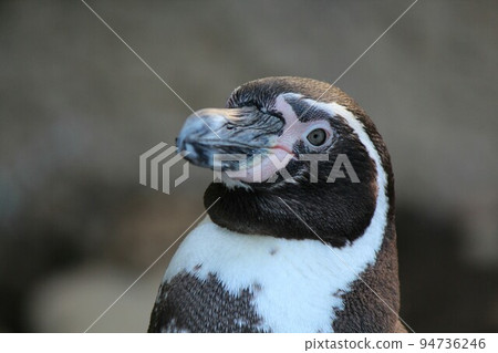 Humboldt penguin staring somewhere 94736246