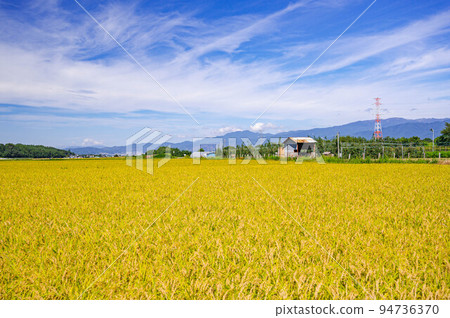 Golden rice and natural scenery, Shiojiri City Golden rice and natural scenery, Shiojiri City 94736370