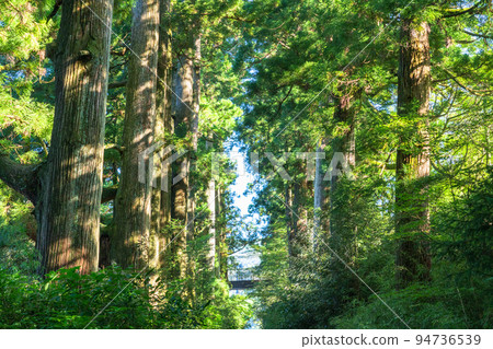 《Kanagawa Prefecture》Hakone Old Highway Cedar Trees in the Morning Sun 94736539
