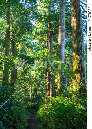 《Kanagawa Prefecture》Hakone Old Highway Cedar Trees in the Morning Sun 94736554