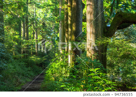 《神奈川縣》朝陽下的箱根古道杉樹 94736555