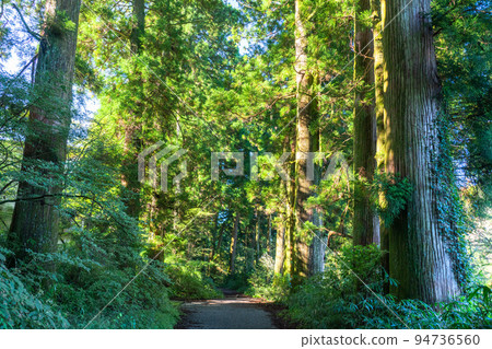 《神奈川縣》朝陽下的箱根古道杉樹 94736560