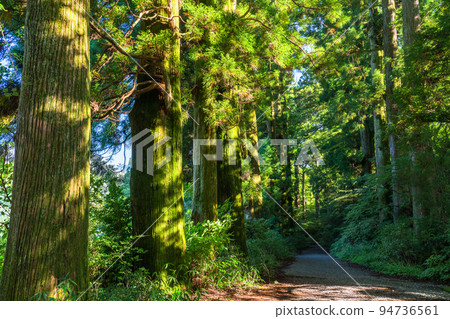 《Kanagawa Prefecture》Hakone Old Highway Cedar Trees in the Morning Sun 94736561
