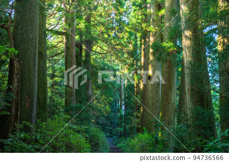 《Kanagawa Prefecture》Hakone Old Highway Cedar Trees in the Morning Sun 94736566