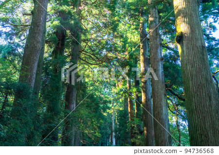 《神奈川縣》朝陽下的箱根古道杉樹 《神奈川縣》朝陽下的箱根古道杉樹 94736568