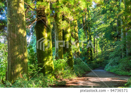 《神奈川縣》朝陽下的箱根古道杉樹 94736571