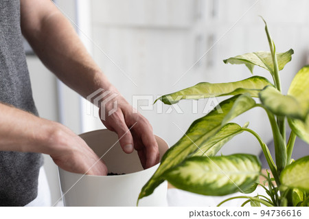 Man potting Dieffenbachia plant at home. Mans hands potting plant.  94736616