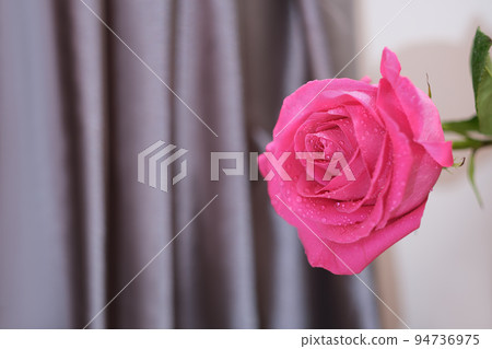 fresh pink rose flower with water drops on grey satin draped background. copy space fresh pink rose flower with water drops on grey satin draped background. copy space 94736975