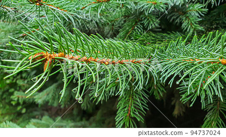 Green plants. Spruce leaves and branches cover a large surface area. Wallpaper for background and construction. 94737024