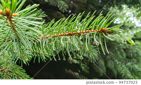 Green plants. Spruce leaves and branches cover a large surface area. Wallpaper for background and construction. 94737025