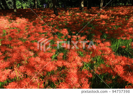 Kinchakuda Manjusha Park [Hidaka City, Saitama Prefecture] 94737398