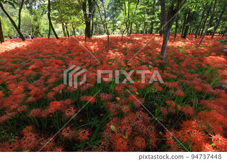 Kinchakuda Manjusha Park [Hidaka City, Saitama Prefecture] 94737448
