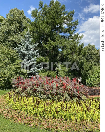 Castor oil plant. Spiny fruit of castor oil plant 94737468